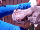 Cruzar sharpei macho - mejor precio | unprecio.es
