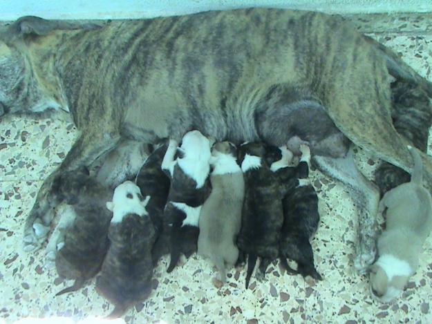 estupendos cachorros pitbull