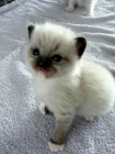 Gorgeous gatitos persas disponibles! - mejor precio | unprecio.es