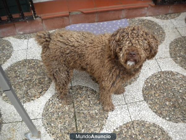 PERRO DE AGUA ESPAÑOL PARA MONTA