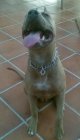 pitt bull para montas - mejor precio | unprecio.es