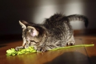 regalo gatito precioso - mejor precio | unprecio.es