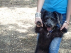 REGALO PERRO - mejor precio | unprecio.es
