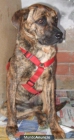 ROMULO precioso x de boxer necesita familia urgente!!! - mejor precio | unprecio.es