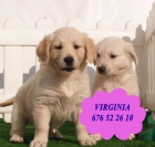 Vendo cachorritos de Golden, económicos - mejor precio | unprecio.es