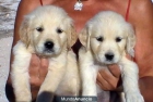 VENDO CACHORROS DE GOLDEN RETRIEVER - mejor precio | unprecio.es