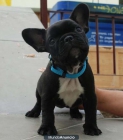 Cachorrita Bulldog frances con pedigree - mejor precio | unprecio.es