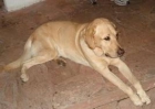 regalo labrador - mejor precio | unprecio.es