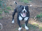 Stafforshire Bull Terrier busca novia - mejor precio | unprecio.es