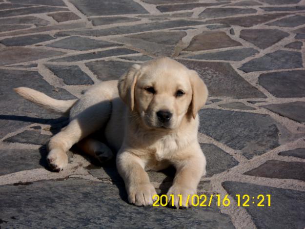 ULTIMAS CACHORRITAS DORADAS LABRADOR DIA DEL PADRE