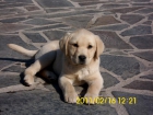 ULTIMAS CACHORRITAS DORADAS LABRADOR DIA DEL PADRE - mejor precio | unprecio.es