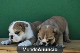 Bulldog Ingles Preciosos Cariñosos y de Calidad
