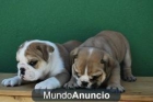 Bulldog Ingles Preciosos Cariñosos y de Calidad - mejor precio | unprecio.es