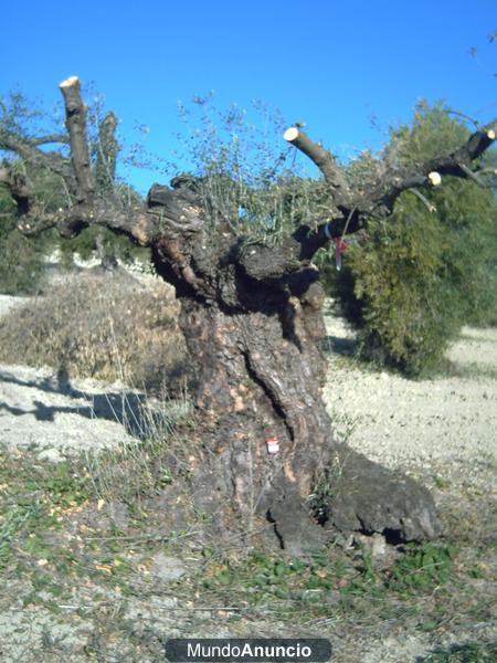 Arranque de olivos y venta de leña