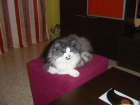 BUSCO NOVIA - mejor precio | unprecio.es