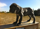 CACHORRETES DE MASTIN NAPOLITANOS PRECIOSOS CON PEDIGRE - mejor precio | unprecio.es