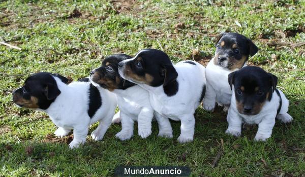 Cachorros de Jack Russell en Badajoz