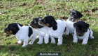 Cachorros de Jack Russell en Badajoz - mejor precio | unprecio.es