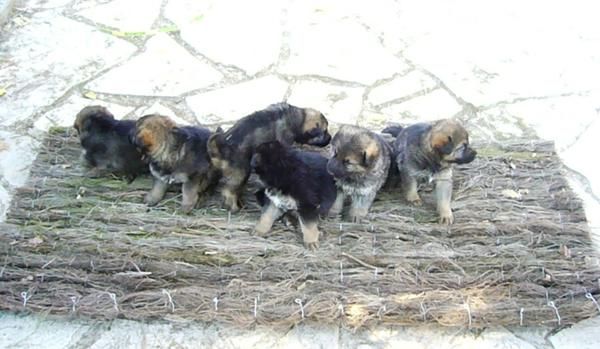 Cachorros de Pastor Alemán, 250