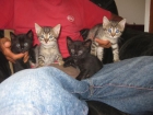 CACHORROS GATO 2 MESES MUY BONITOS - mejor precio | unprecio.es