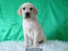 LABRADORES , MACHOS & HEMBRAS DE EXCELENTE CALIDAD, ACTUALMENTE DISPONEMOS DE LOS CACHORROS QUE MOSTRAMOS EN LAS FOTOS - mejor precio | unprecio.es