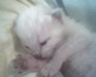 regalo gatitos en denia(prov.alicante)color blanco - mejor precio | unprecio.es