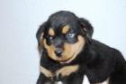 Rottweiler Camada -  Excelentes Cachorretes - Vacunados y Listos para Entregar - mejor precio | unprecio.es