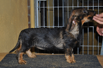 teckel pelo duro color jabali cachorros