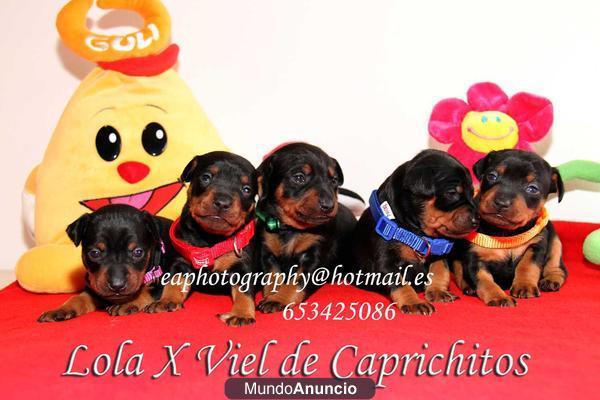 Vendo mini pincher