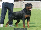 ACTUALMENTE DISPONEMOS DE NUEVOS CACHORROS. - mejor precio | unprecio.es