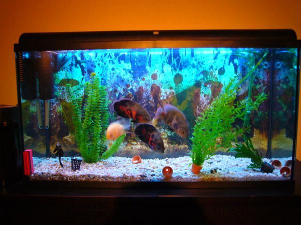 ACUARIO PANORAMICO CON TODOS LOS ACCESORIOS