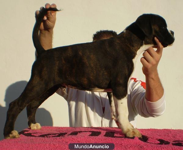 boxer cachorro macho atigrado pedigree de campeones