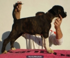 boxer cachorro macho atigrado pedigree de campeones - mejor precio | unprecio.es