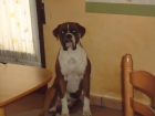 Boxer para montas - mejor precio | unprecio.es