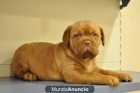 cachorros  dogo de burdeos - mejor precio | unprecio.es