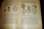 Compendio de Biologia por U. Pierantoni 1936 - mejor precio | unprecio.es