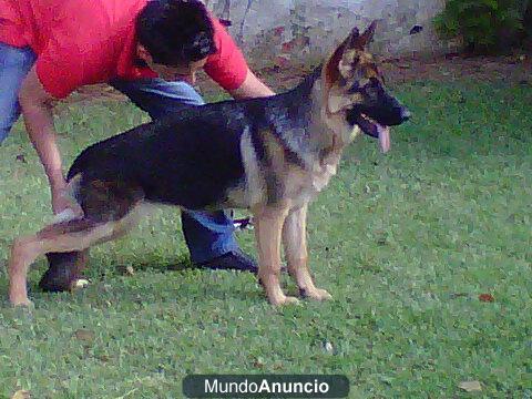 Excelente cachorra de 6\'5 meses de pastor aleman