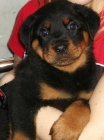 EXCELENTES CACHORROS DE ROTTWEILER - mejor precio | unprecio.es