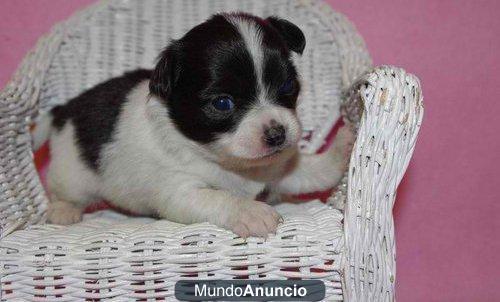 Perritos encantadores