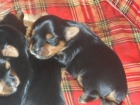 se venden cachorros yorkshire - mejor precio | unprecio.es