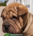 Vendo extraordinarios cachorros de Shar-pei - mejor precio | unprecio.es