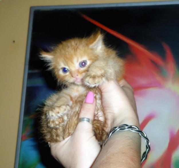 Vendo Gatita Persa