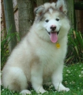 Alaskan Malamute Cachorro Disponible - mejor precio | unprecio.es