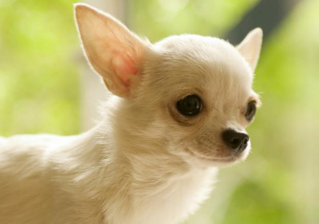 Cachorros Chihuahua