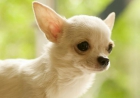 Cachorros Chihuahua - mejor precio | unprecio.es