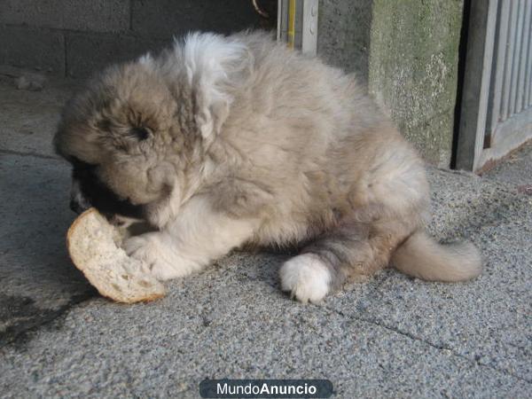 cachorros pastor del caucaso