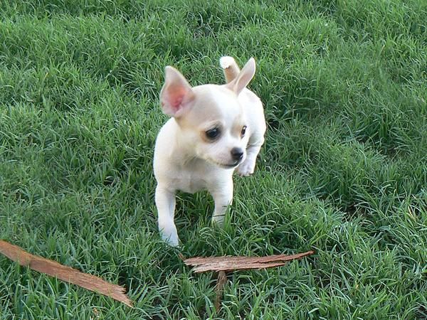 Chihuahua cachorros a la venta este NAVIDAD