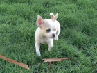 Chihuahua cachorros a la venta este NAVIDAD - mejor precio | unprecio.es