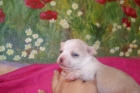 chihuahua preciosa hembrita - mejor precio | unprecio.es