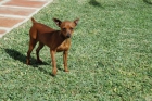 Excelente Pareja de PINSCHER MINIATURA - mejor precio | unprecio.es